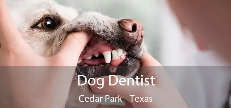 Dog Dentist Cedar Park - Texas