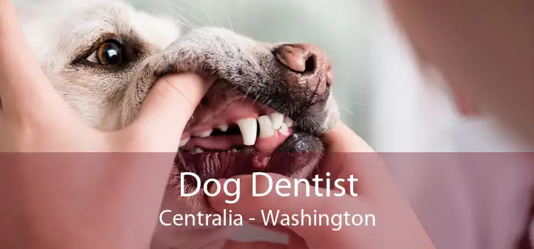 Dog Dentist Centralia - Washington
