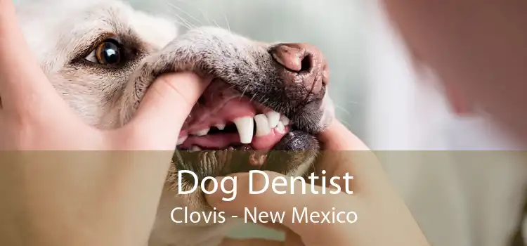 Dog Dentist Clovis - New Mexico