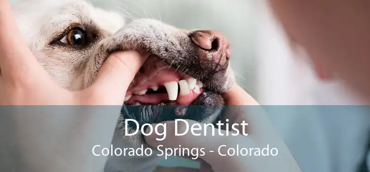 Dog Dentist Colorado Springs - Colorado