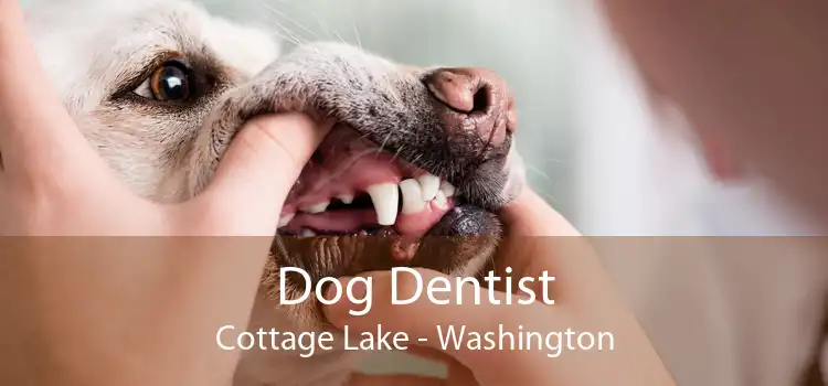 Dog Dentist Cottage Lake - Washington