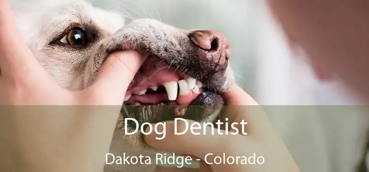 Dog Dentist Dakota Ridge - Colorado