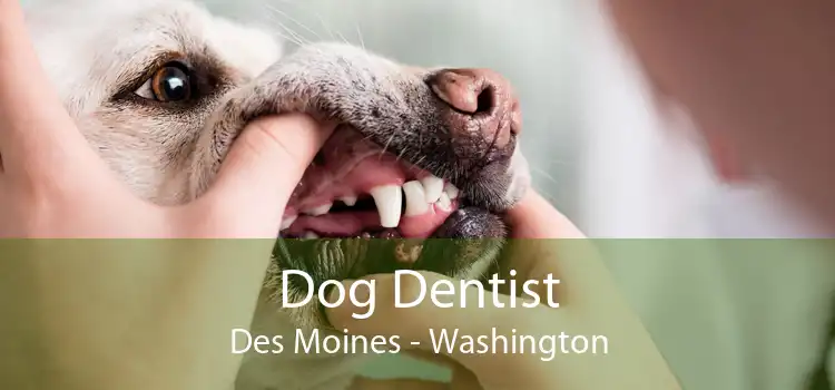 Dog Dentist Des Moines - Washington
