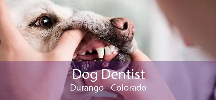 Dog Dentist Durango - Colorado