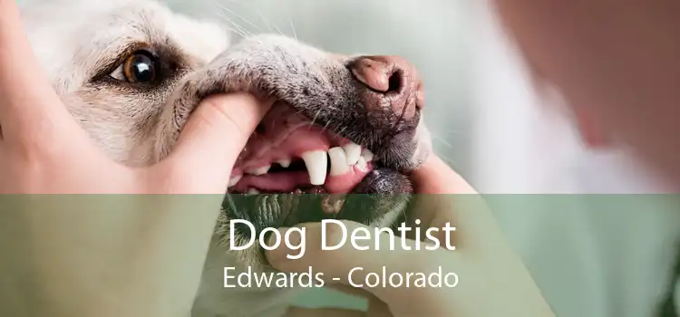 Dog Dentist Edwards - Colorado