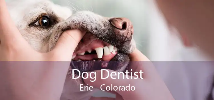 Dog Dentist Erie - Colorado