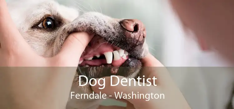 Dog Dentist Ferndale - Washington