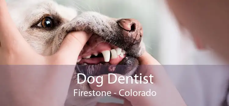 Dog Dentist Firestone - Colorado