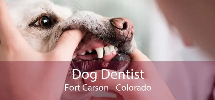 Dog Dentist Fort Carson - Colorado