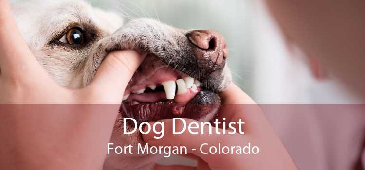 Dog Dentist Fort Morgan - Colorado