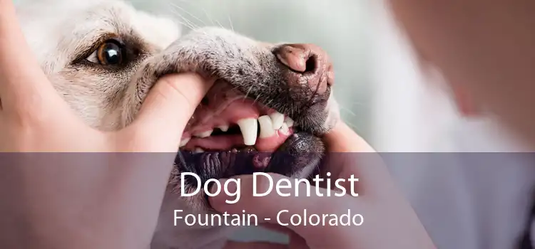 Dog Dentist Fountain - Colorado
