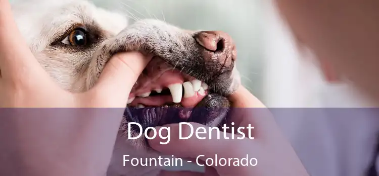 Dog Dentist Fountain - Colorado
