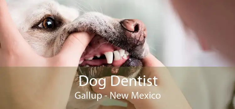 Dog Dentist Gallup - New Mexico