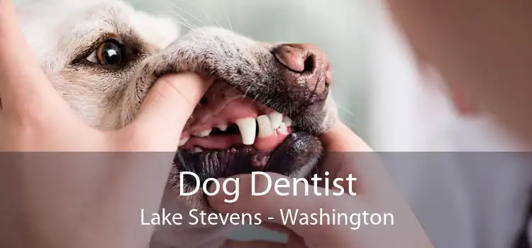 Dog Dentist Lake Stevens - Washington