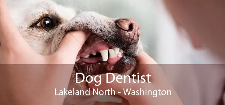 Dog Dentist Lakeland North - Washington
