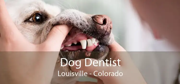 Dog Dentist Louisville - Colorado