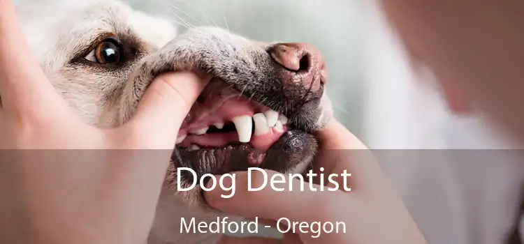 Dog Dentist Medford - Oregon