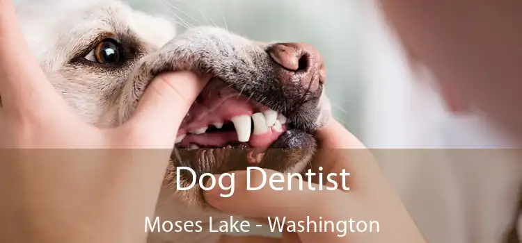 Dog Dentist Moses Lake - Washington