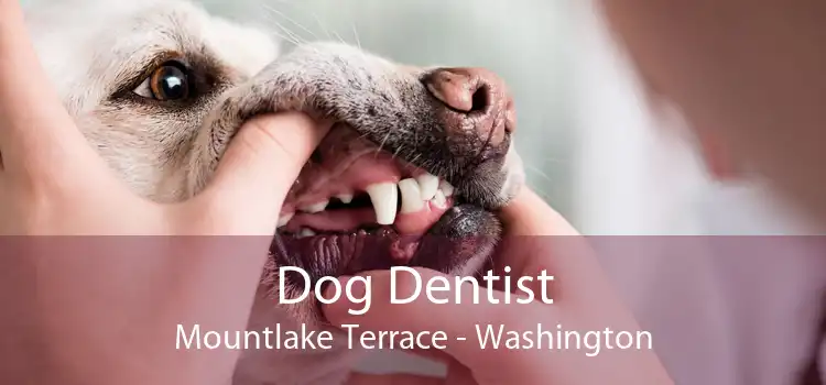 Dog Dentist Mountlake Terrace - Washington