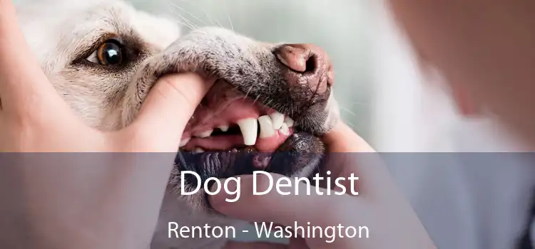 Dog Dentist Renton - Washington