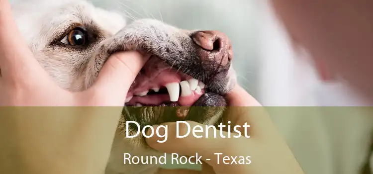 Dog Dentist Round Rock - Texas