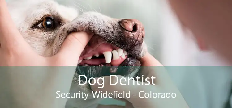 Dog Dentist Security-Widefield - Colorado
