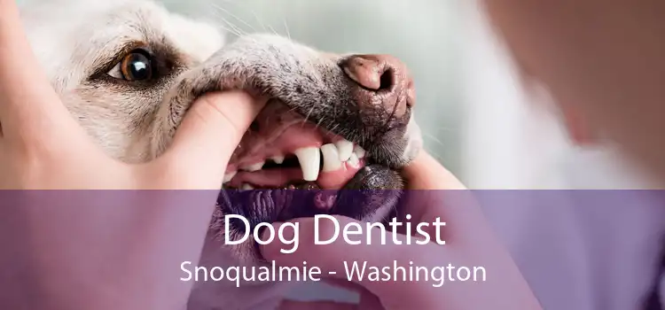 Dog Dentist Snoqualmie - Washington