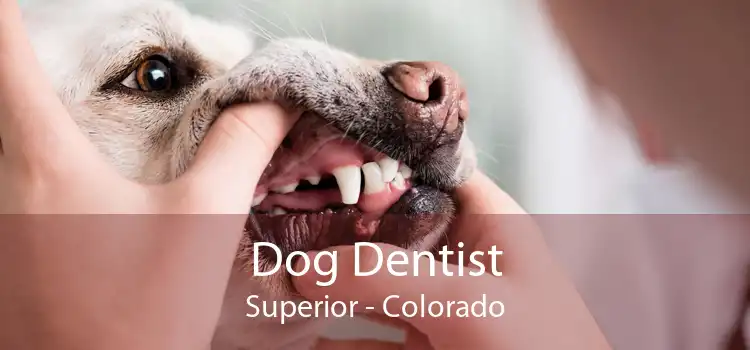 Dog Dentist Superior - Colorado