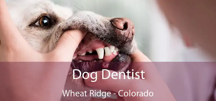 Dog Dentist Wheat Ridge - Colorado