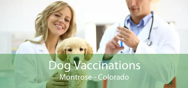Dog Vaccinations Montrose - Colorado