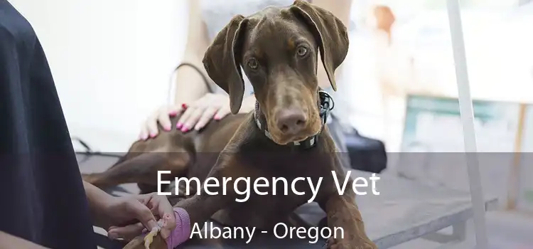 Emergency Vet Albany - Oregon