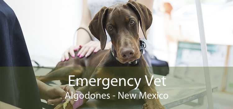 Emergency Vet Algodones - New Mexico
