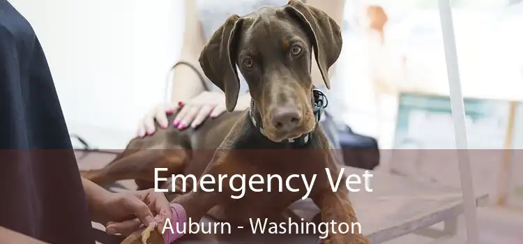 Emergency Vet Auburn - Washington