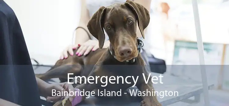Emergency Vet Bainbridge Island - Washington