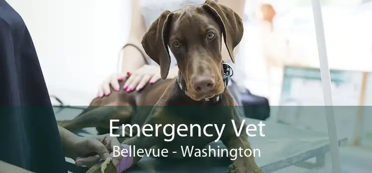Emergency Vet Bellevue - Washington