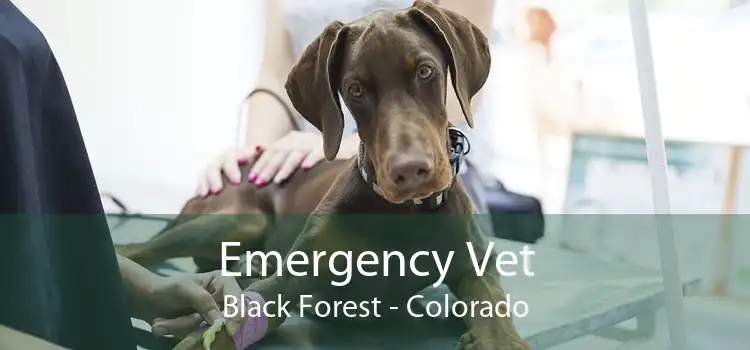 Emergency Vet Black Forest - Colorado