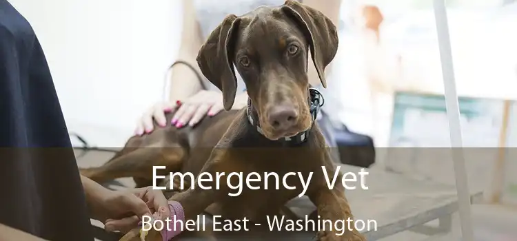 Emergency Vet Bothell East - Washington