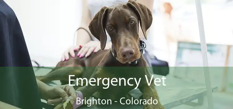 Emergency Vet Brighton - Colorado