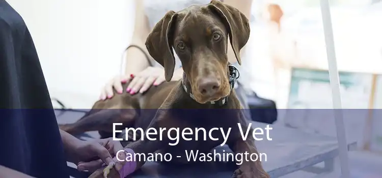Emergency Vet Camano - Washington