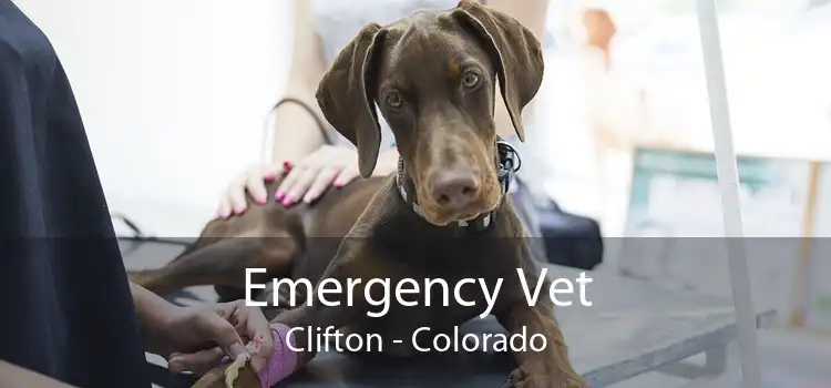 Emergency Vet Clifton - Colorado