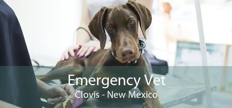 Emergency Vet Clovis - New Mexico