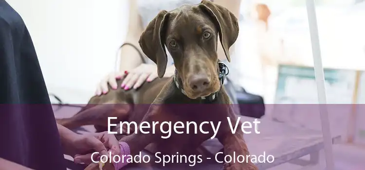 Emergency Vet Colorado Springs - Colorado