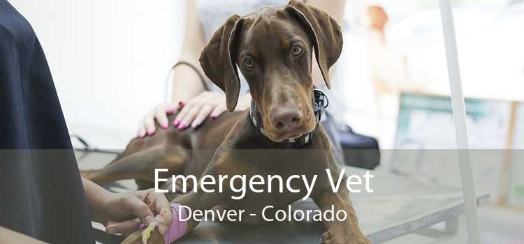 Emergency Vet Denver - Colorado