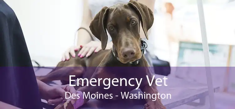 Emergency Vet Des Moines - Washington