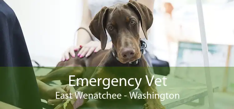 Emergency Vet East Wenatchee - Washington