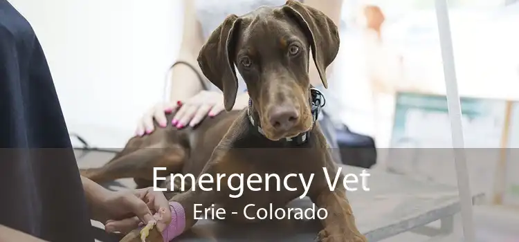 Emergency Vet Erie - Colorado