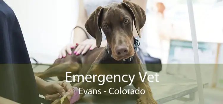 Emergency Vet Evans - Colorado