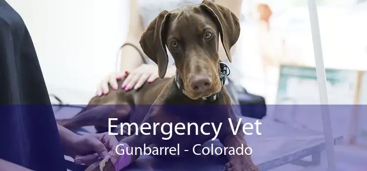 Emergency Vet Gunbarrel - Colorado