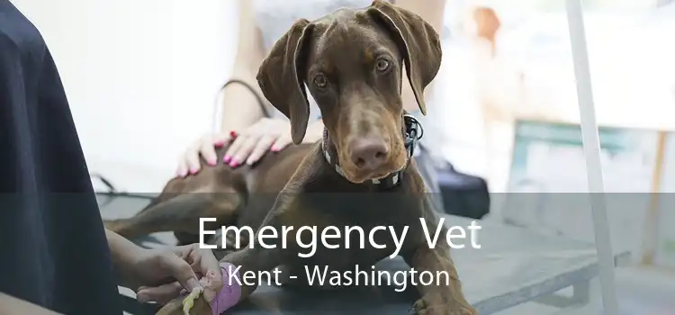 Emergency Vet Kent - Washington