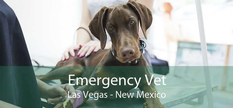 Emergency Vet Las Vegas - New Mexico